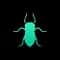 Aphid