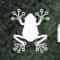 Rainfrog