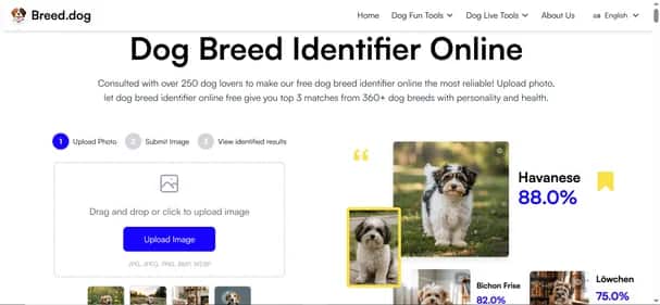 Breed.dog - Tool preview