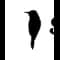 Sparrow Intelligence icon