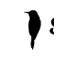 Sparrow So