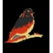 Rath by Kanarie favicon